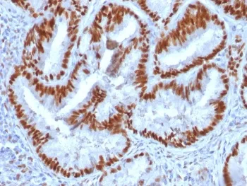 Estrogen Receptor alpha Antibody - image 1