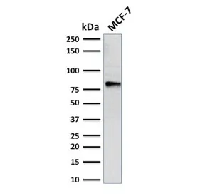 EZH2 Antibody - image 1