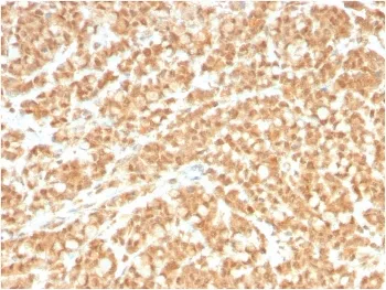 ICOS-L Antibody / ICOS Ligand / B7RP-1 - image 1
