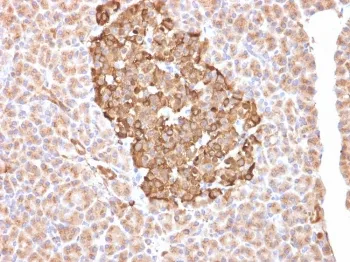 FTH1 Antibody / Ferritin heavy chain - image 1