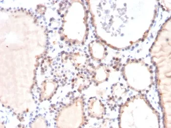 GLO1 Antibody / Glyoxalase I - image 1