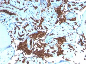 Glycophorin A Recombinant Antibody - image 1