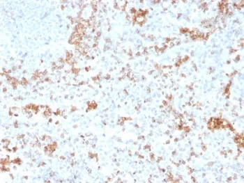 Granzyme B Antibody - image 1