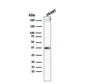 Histone H1 Recombinant Antibody - image 1