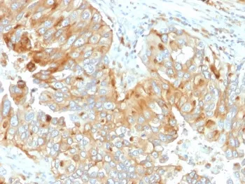 HLA-DRB1 Antibody - image 1
