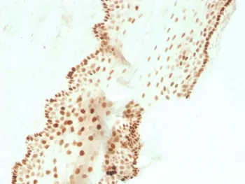 SOX2 Recombinant Antibody - image 1