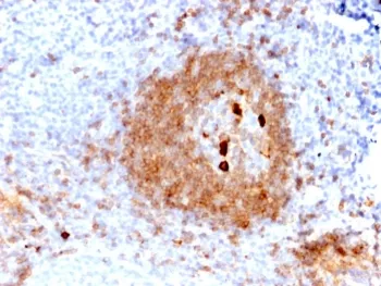 IgM Heavy Chain Recombinant Antibody - image 1
