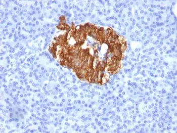 Insulin / IRDN Antibody - image 1