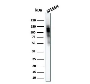 CD11b Antibody / MAC-1 - image 1