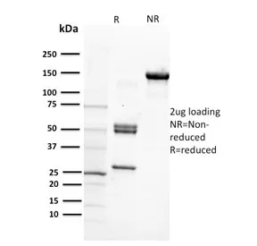 Integrin beta 1 Antibody / ITGB1 / CD29 - image 1