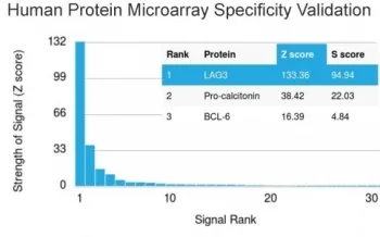 LAG3 Antibody / CD223 - image 1