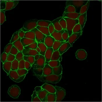 EpCAM Antibody - image 1