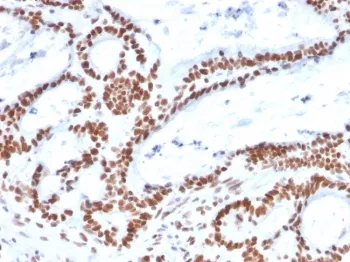 MSH2 Antibody - image 1