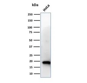 NME1 Antibody / NM23 - image 1