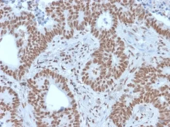 NRF1 Antibody / Nuclear Respiratory Factor 1 - image 1