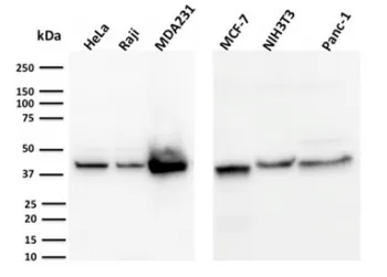 PD-L1 Antibody / B7-H1 / CD274 - image 1