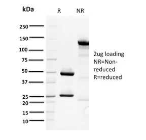 ORC1 Antibody / Origin Recognition Complex 1 - image 1