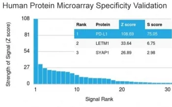 PD-L1 Antibody / B7-H1 / CD274 - image 1