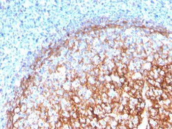 CD11b Antibody / MAC-1 - image 1
