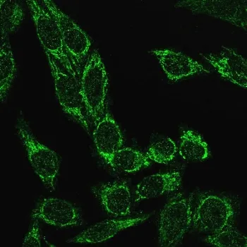 Cytochrome C Recombinant Antibody - image 1