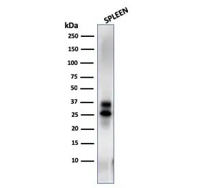 Granzyme B Antibody - image 1