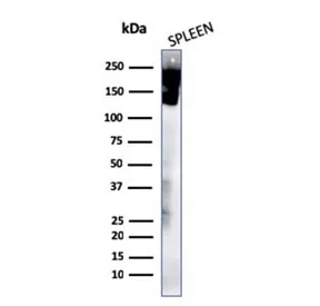 CD45 Recombinant Antibody (Leukocyte marker) - image 1