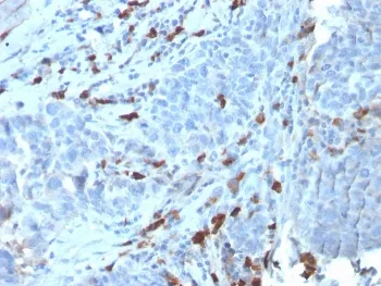 IgM Heavy Chain Recombinant Antibody - image 1