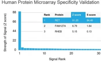 c-RET Antibody - image 1