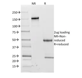 L-Selectin Antibody / CD62L - image 1