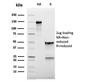L-Selectin Antibody / CD62L - image 1