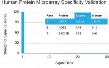VISTA Antibody / GI24 - image 1