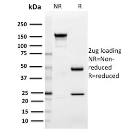 SIGLEC1 Antibody / CD169 / Sialoadhesin - image 1