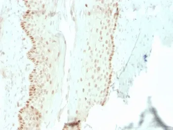 SOX2 Recombinant Antibody - image 1