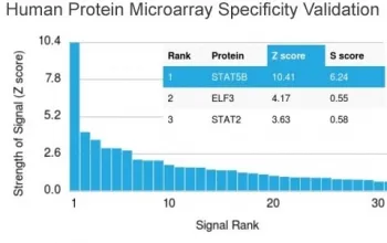 STAT5b Antibody - image 1