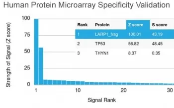 p53 Antibody / TP53 - image 1