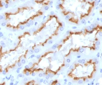 Interferon gamma Recombinant Antibody / IFNG - image 1