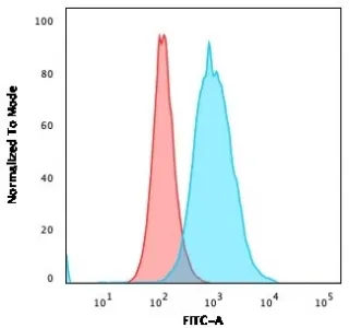 Thymidylate Synthase Recombinant Antibody - image 1