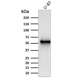 Vimentin Antibody - image 1
