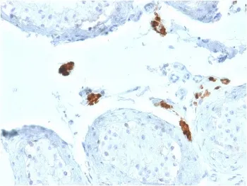 Calbindin 2 Antibody / CALB2 / Calretinin - image 1