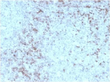 CD3 epsilon Recombinant Antibody - image 1