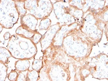 Aurora B Recombinant Antibody / AURKB - image 1