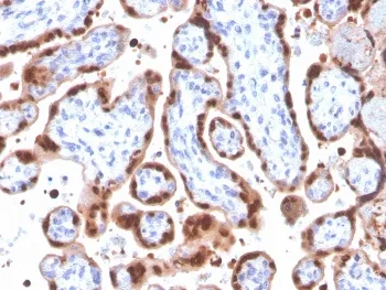 HIF1A Antibody / HIF-1 alpha - image 1
