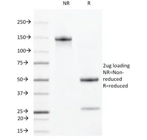 CLEC9A Antibody - image 1