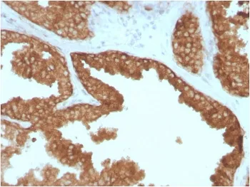 c-RET Antibody - image 1