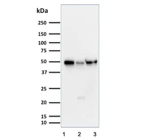 Cyclin A1 Antibody / CCNA1 - image 1