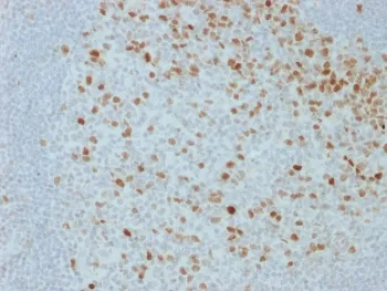 Proliferation Marker Antibody - image 1
