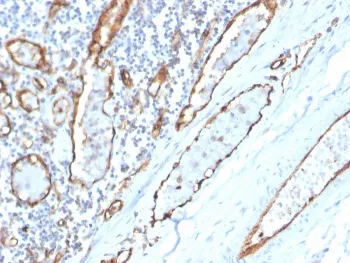 CD31 Antibody / PECAM-1 - image 1