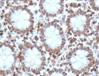 CDX2 Antibody - image 1