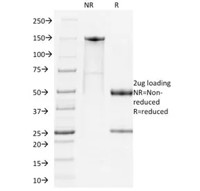 PDCD1 Antibody / PD-1 / PD1 - image 1