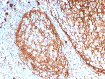 CD11b Antibody / MAC-1 - image 1
